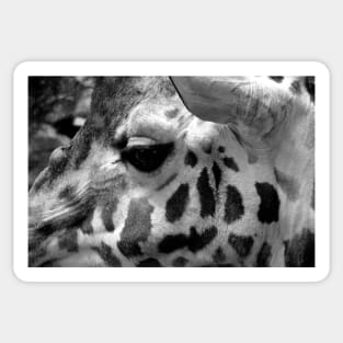 African Giraffe Amelopardalis Giraffa Sticker